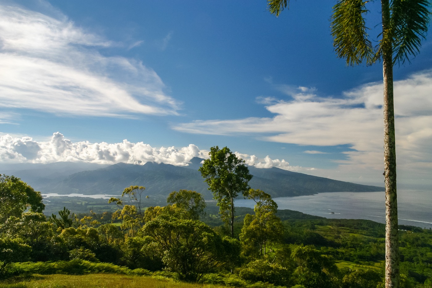 Vineyards in Tahiti