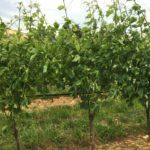 Close up on vines in fields of grapes at Azienda Piccoli