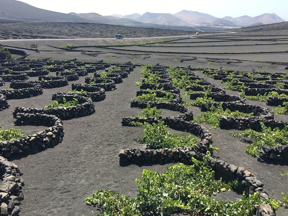 La Geria Vineyard Lanzarote