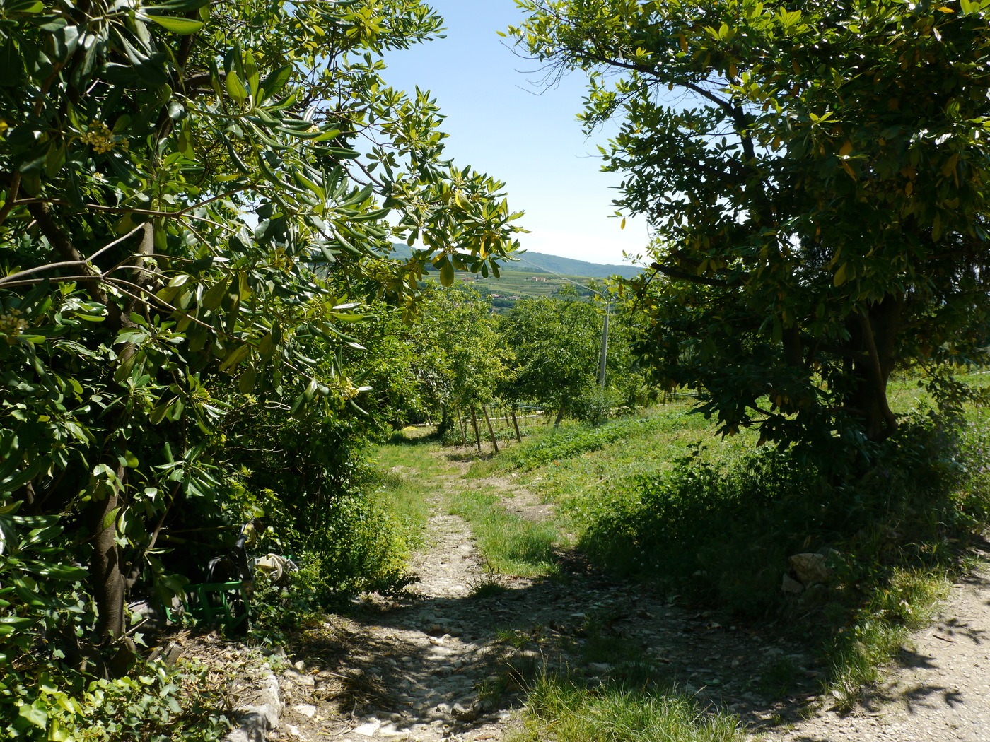 Vines and olive trees at Monte dei Ragni