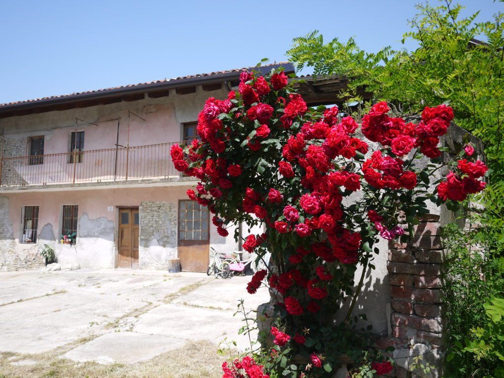 A gorgeous rose bush greets you when you enter Manuel Marinacci Azienda.