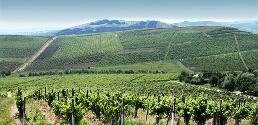 vineyard on hills