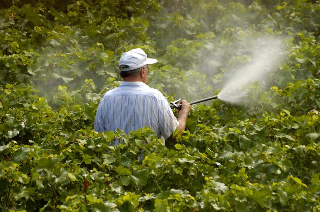 man manually spraying with pesticides vines