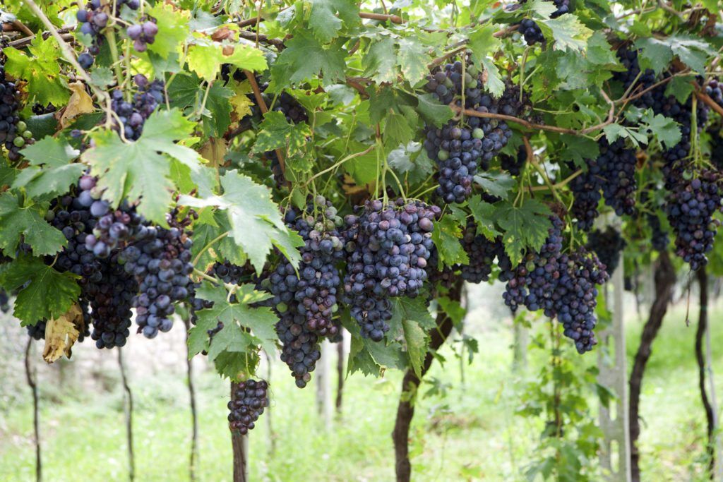 Corvina grapes in pergola system